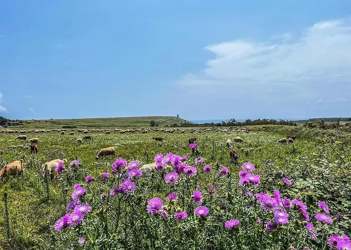 Casetta Degli Ulivi וילה אוג'אנו לה קייזה